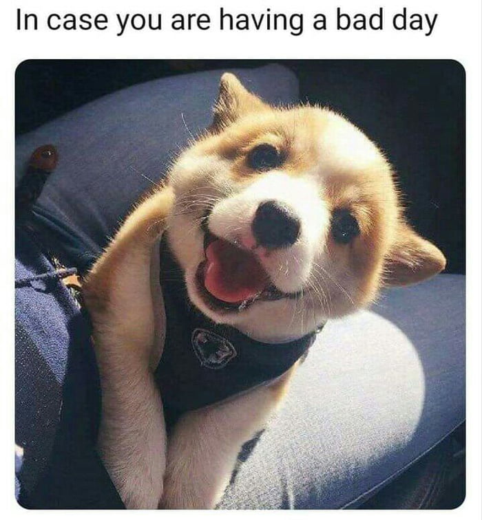 One happy boi - 9GAG