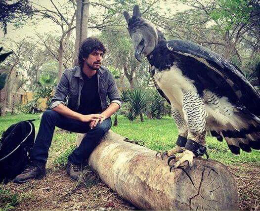 The sheer size of this Harpy Eagle! - 9GAG