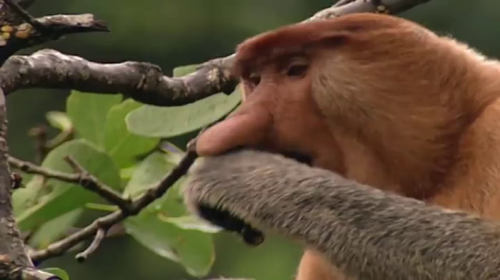 The Proboscis monkey with its large, fleshy nose.