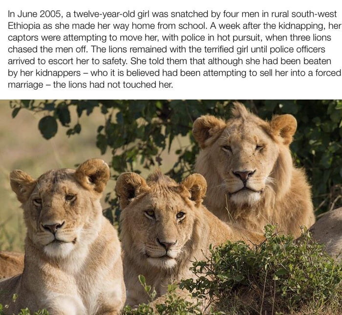 Three great lions - 9GAG