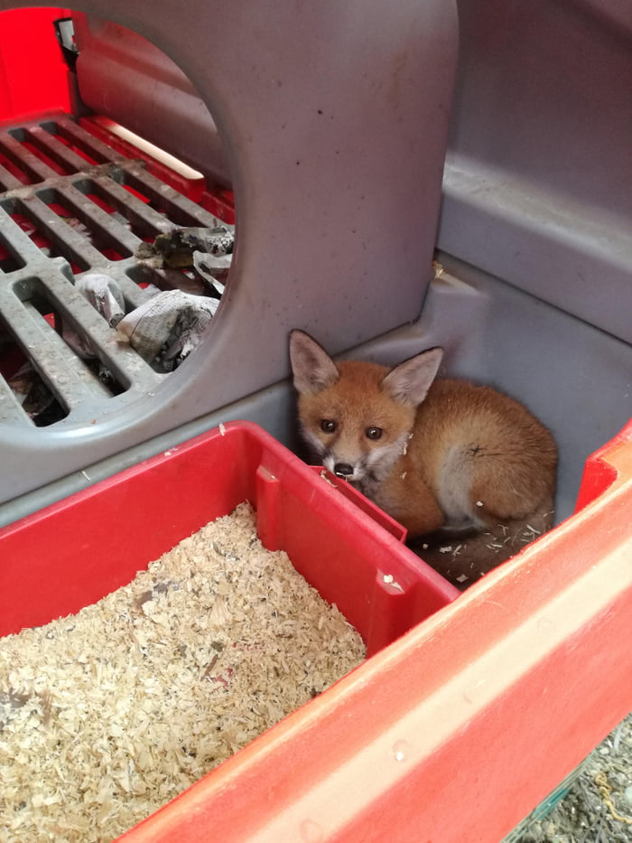 Fox cub spends the night in a chicken coop, leaves all the chickens