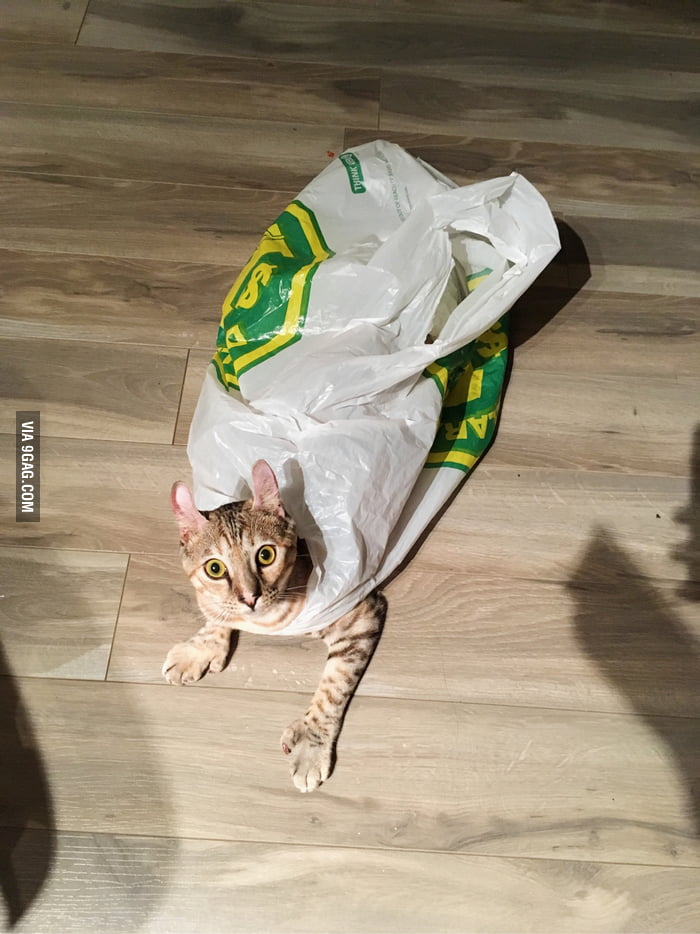 My cat love bags so much, she even wear them. 😸 9GAG