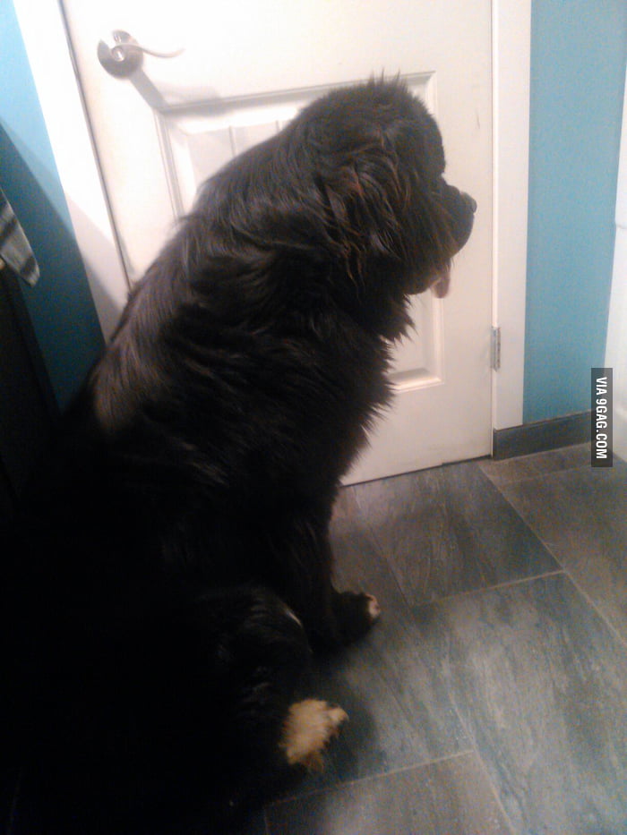 He guards the door while I poop. 150LB Newfy 9GAG
