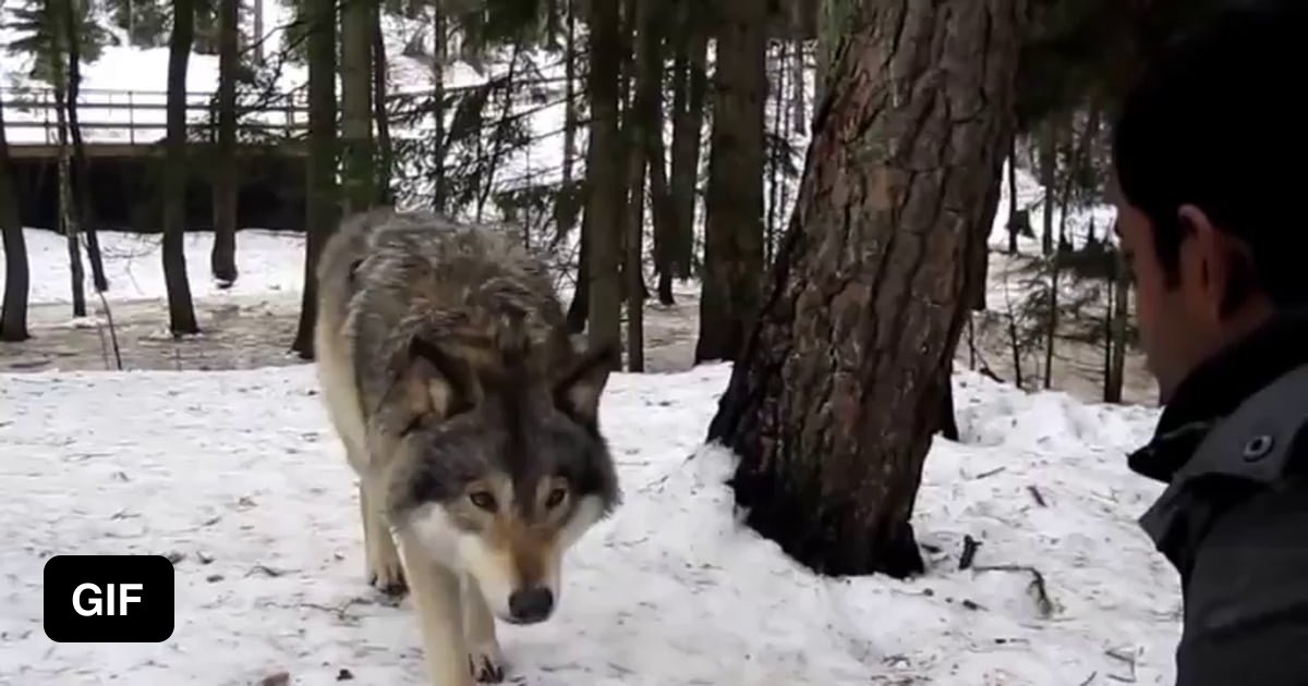 Wolf came. Смешные гифки волка. Волк при встрече с человеком. Охота на Волков гиф. Смешные гифки про Волков.