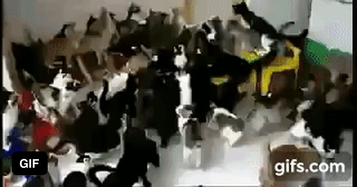 Cat feeding frenzy 9GAG