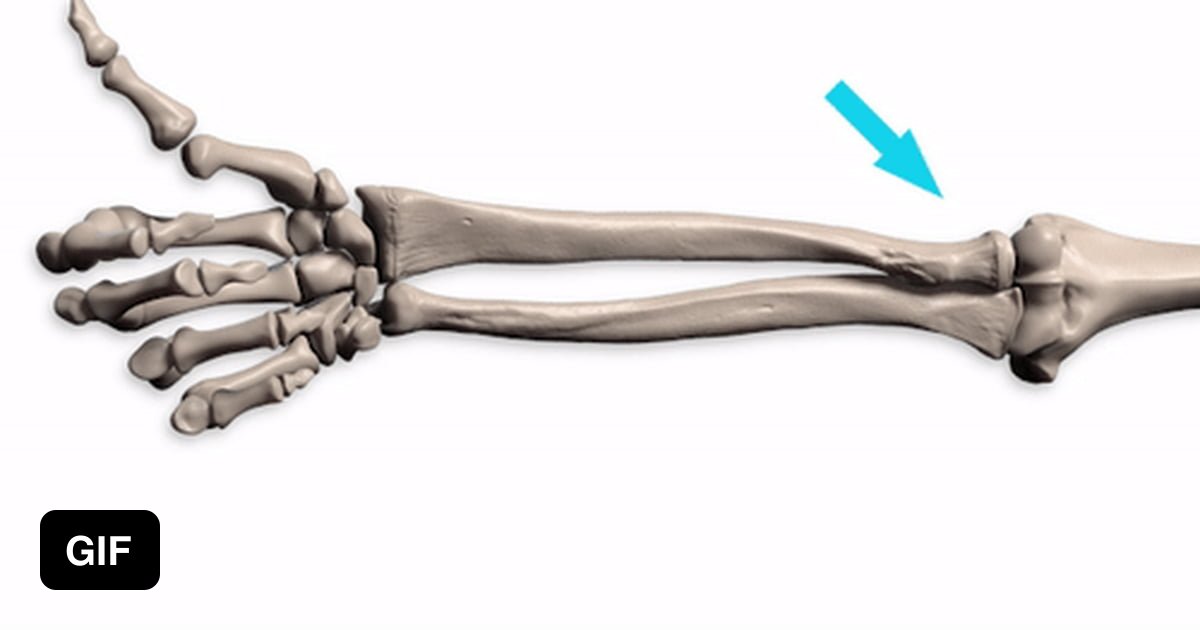 Кость руки человека фото