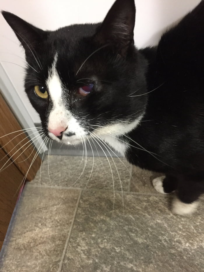 cat missing for 2 weeks