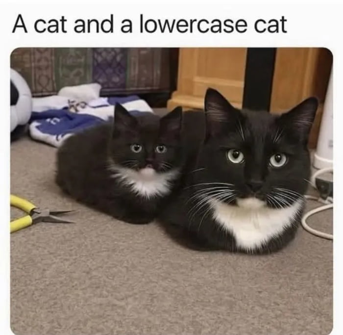 Here is Cat - 9GAG