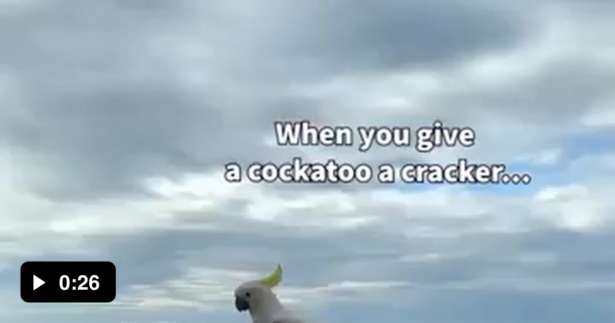 What happens when you give a cockatoo a cracker 9GAG
