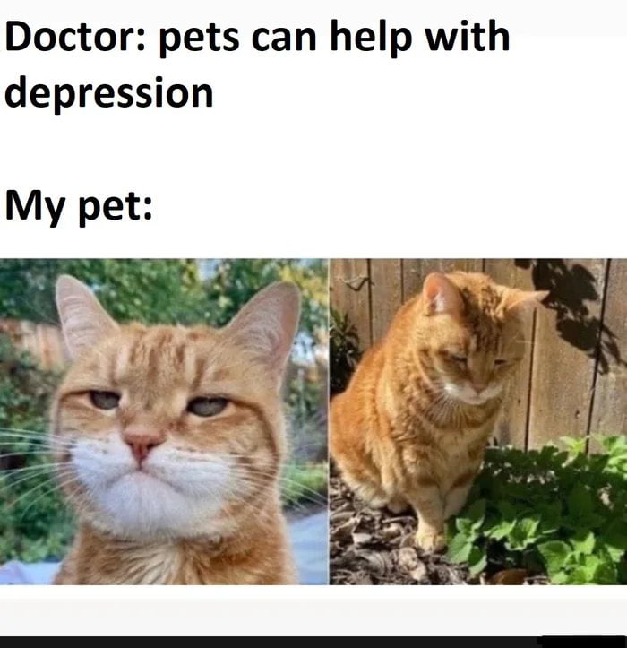 Happy cat - 9GAG
