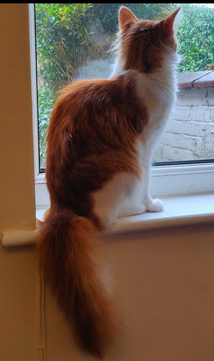 Cheebs personality 10/10, Cheebs' tail also 10/10 - 9GAG