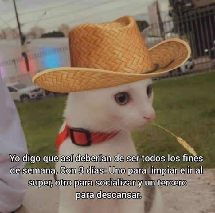 Sim n Que Si Homs 9GAG sim-n-que-si-homs-9gag