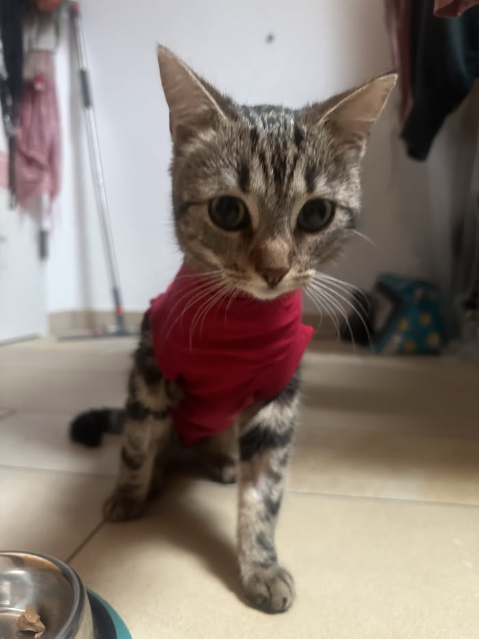 My cate is very unhappy about the supermancostume. but it is necessary