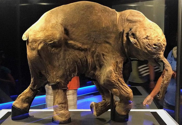 Scientists have successfully reanimated cells from a woolly mammoth ...