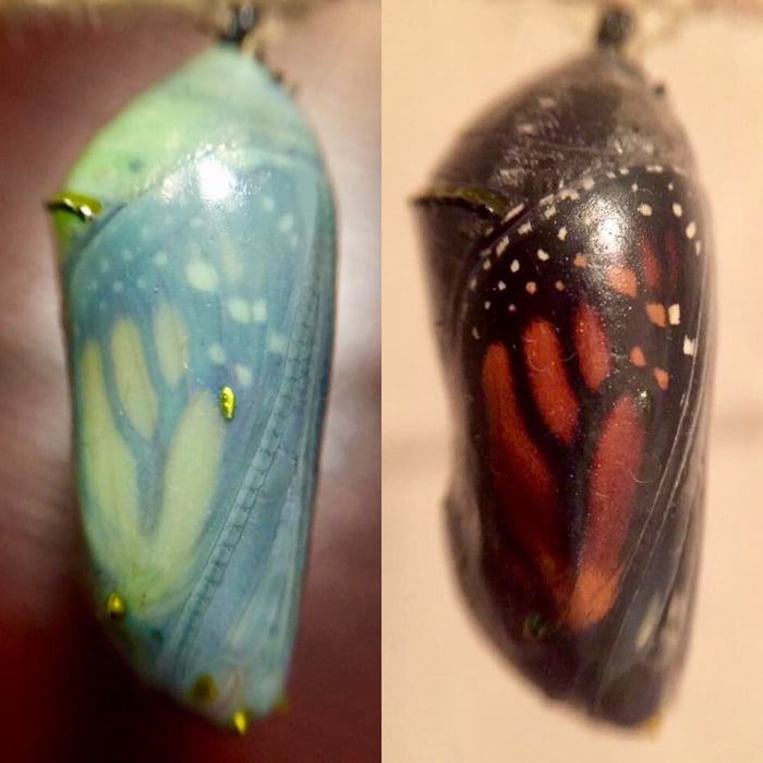 i-raise-butterflies-one-of-my-monarchs-is-ready-to-hatch-9gag