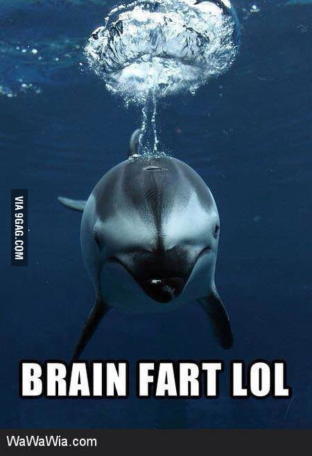 Dolphin 9gag 