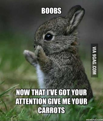 This is now a meme. Its name is carrot bunny. - 9GAG