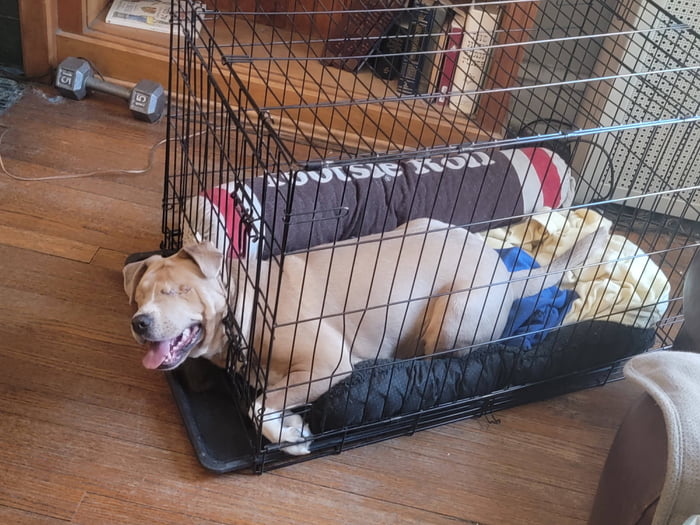 She chewed through ghe crate - 9GAG