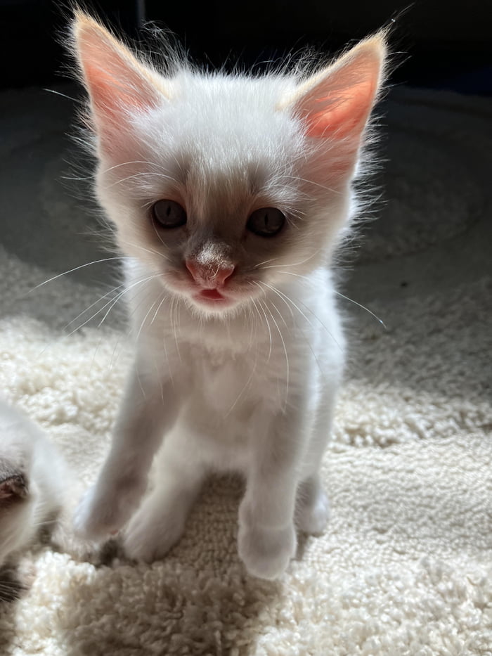 Today: unedited sunbeam, on two feets, age 6 weeks - 9GAG