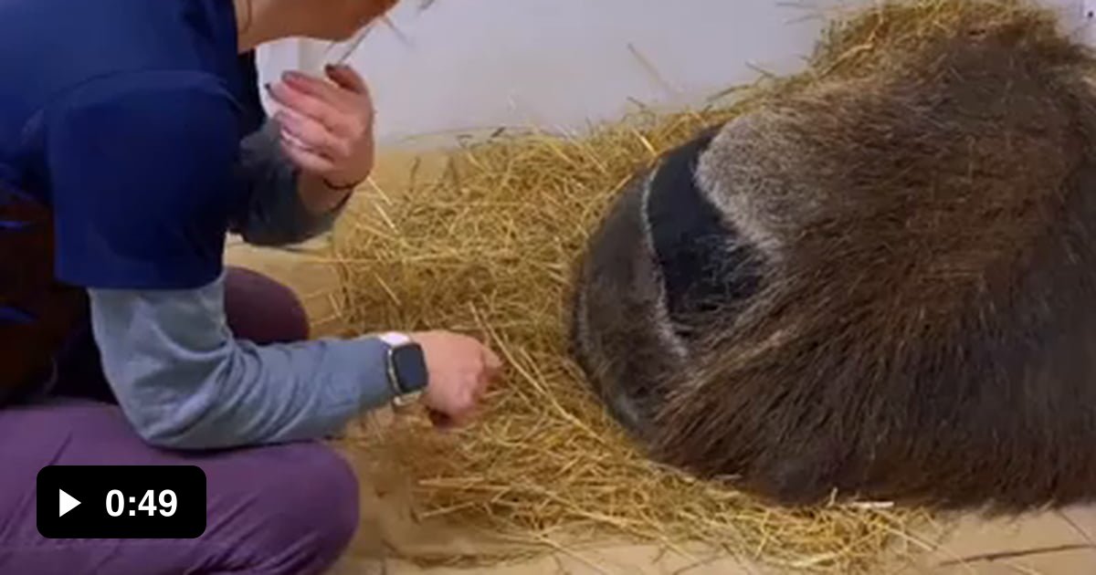 Waking Up 22 Years Old Anteater At Greensboro Science Center 9GAG waking-up-22-years-old-anteater-at-greensboro-science-center-9gag