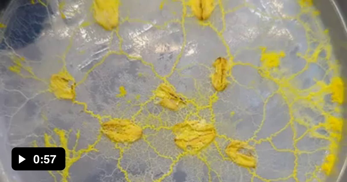 Genius Slime Mold Can Solve Mazes - 9GAG