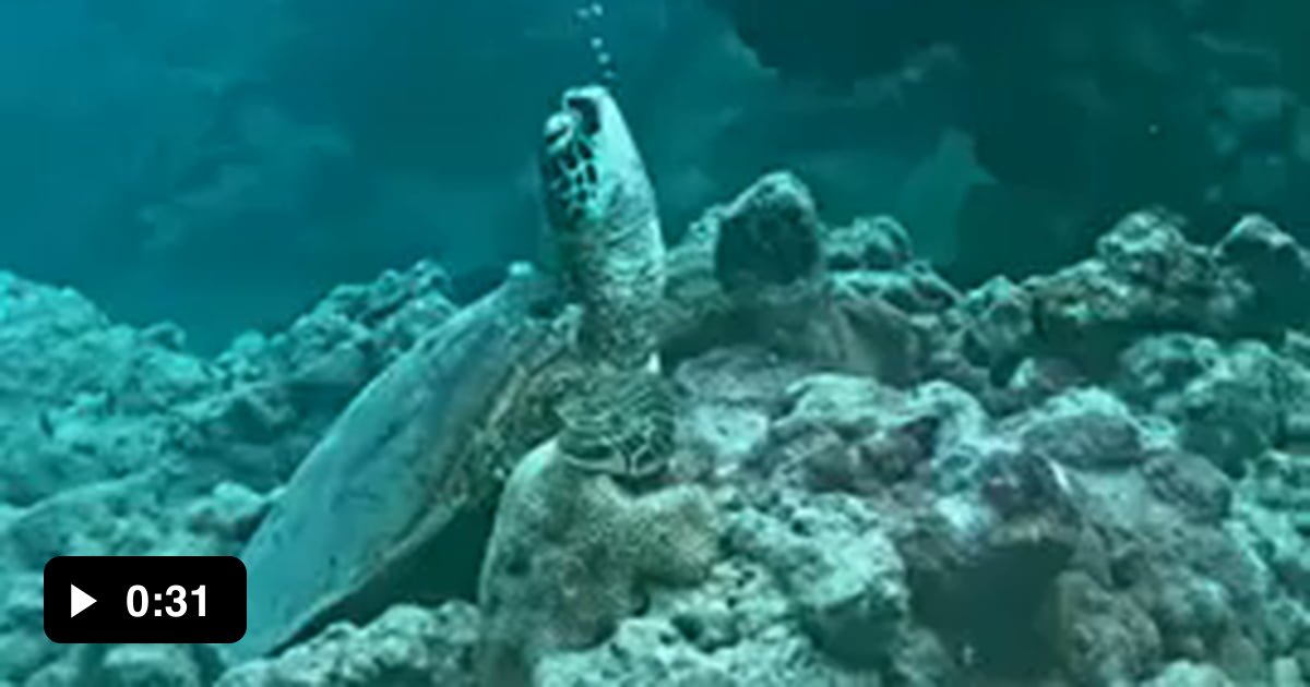 Turtle sleeping underwater - 9GAG