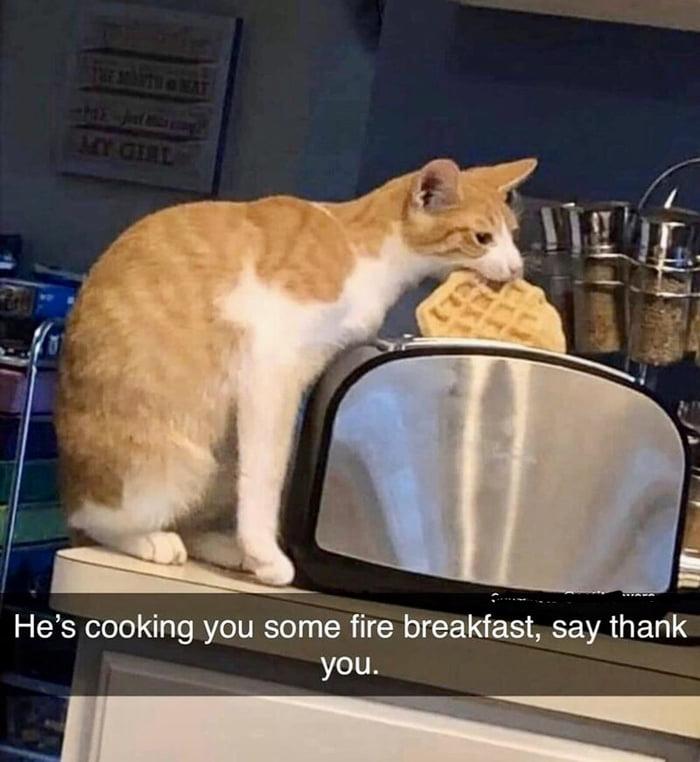 Well trained cat - 9GAG