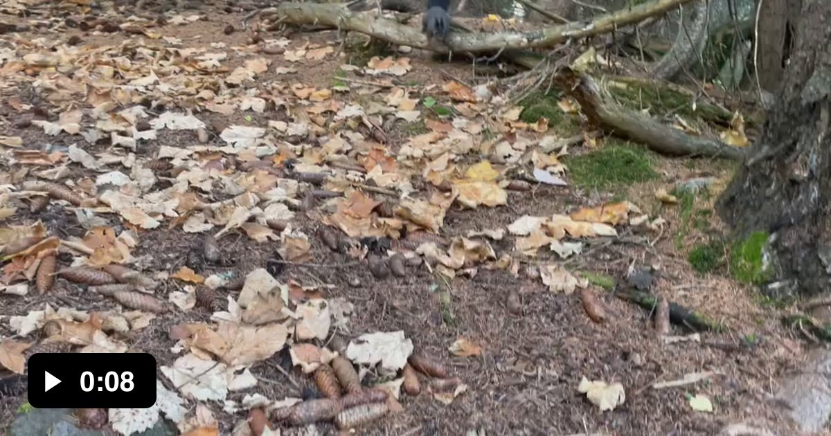 How To Get A Wild Bird To Eat Out Of Your Hand
