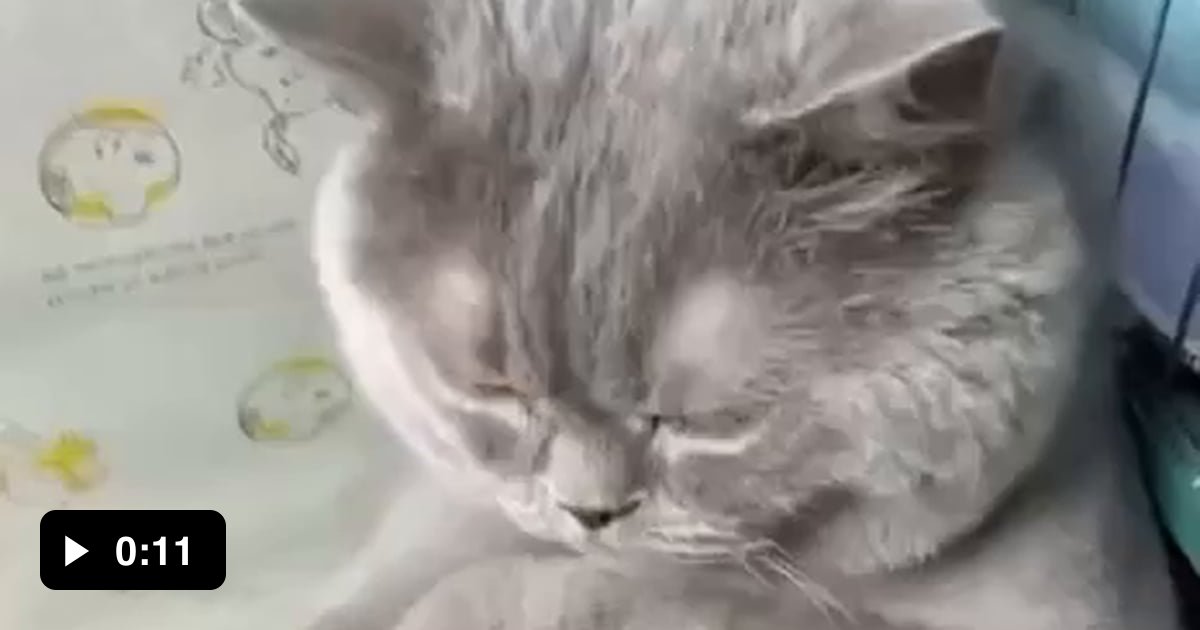 Some fat pussie - 9GAG