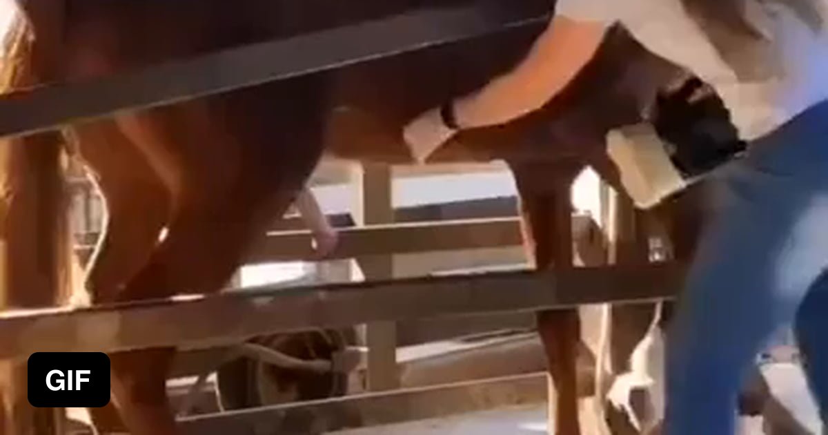 Depending on the stallion, horse semen is one of the most expensive liquids on the planet. A gallon of gold-medal-winning Big Star's semen is worth $4.7 million. Once it's collected, horse semen is sold in small tubes called straws which can sell for thousands of dollars each.