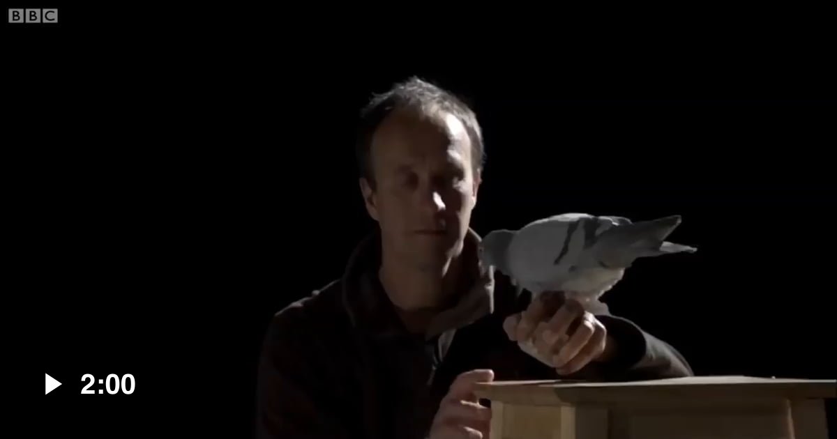 Owls have one of the most silent flights among birds due their large