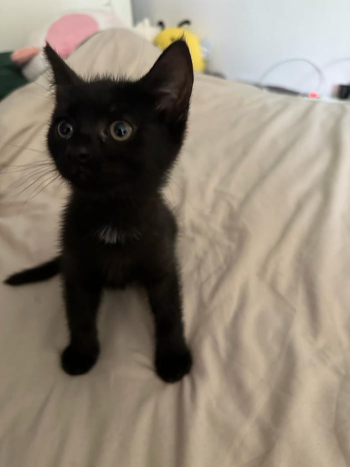 Non Void Set Meaning In Hindi