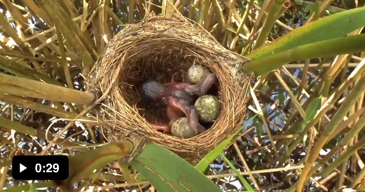 This video shows a parasitic cuckoo chick at work. It'll throw the