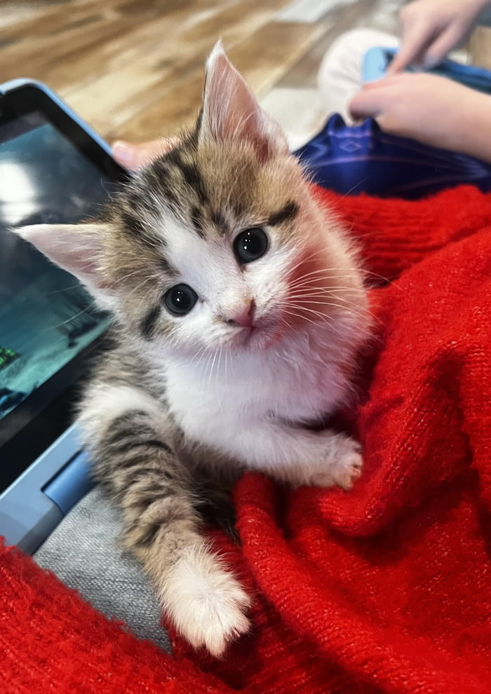 The cutest runt of the litter 9GAG