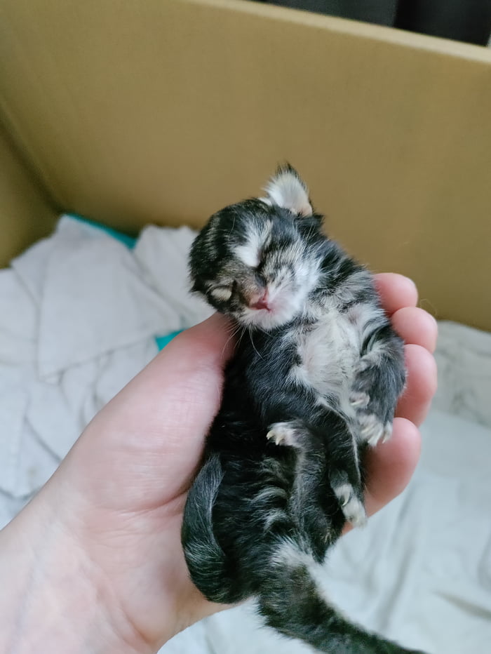 3 day old maine coon kitten. This little bugger will grow into one of ...