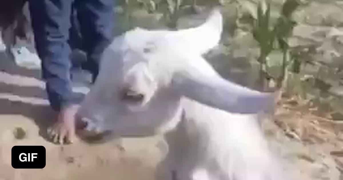 This Determined Goat Born With Its Front Legs Paralyzed Taught Itself this-determined-goat-born-with-its-front-legs-paralyzed-taught-itself