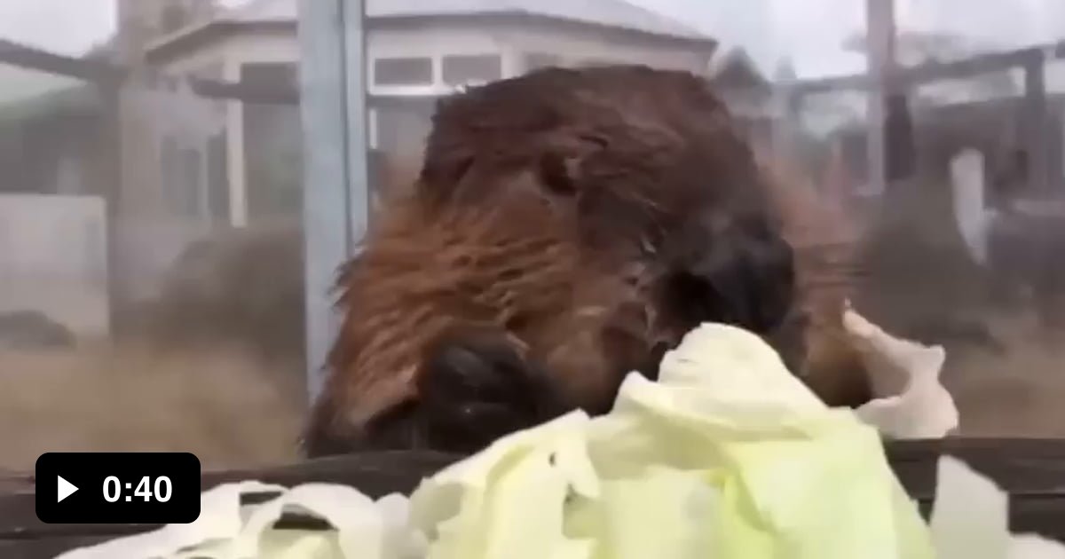 Beaver Eating Cabbage Gag