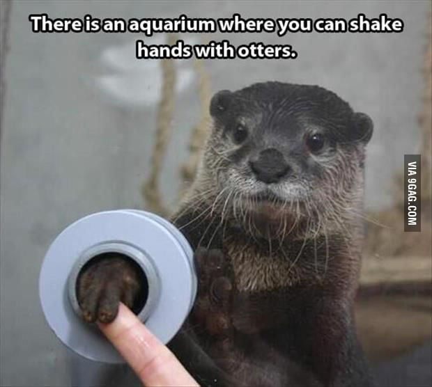 Wow! Otters are awesome. - 9GAG