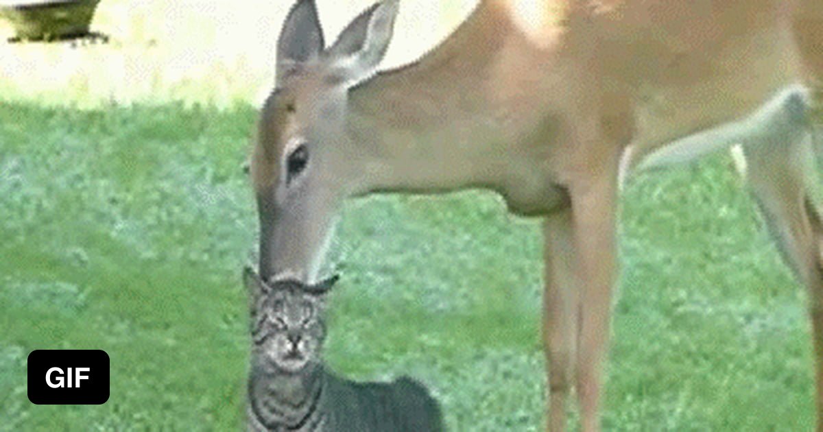 Deer licking a cat's back 9GAG