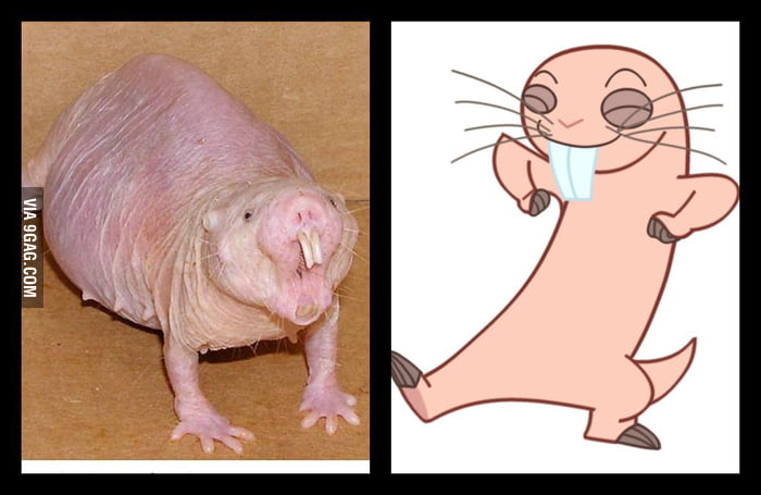I Thought Rufus From Kim Possible Is Cute 9gag