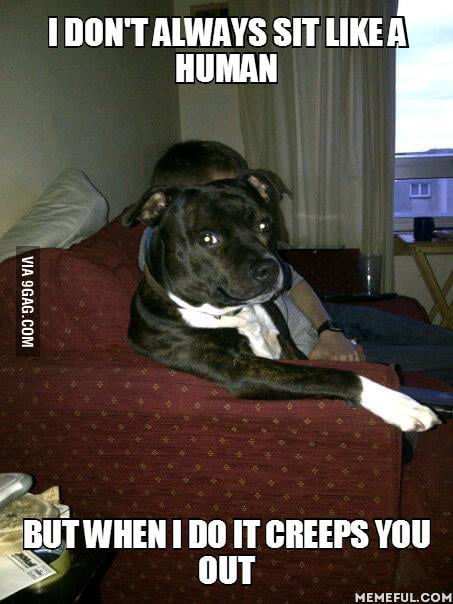 Most Interestingly Creepy Dog in the World - 9GAG