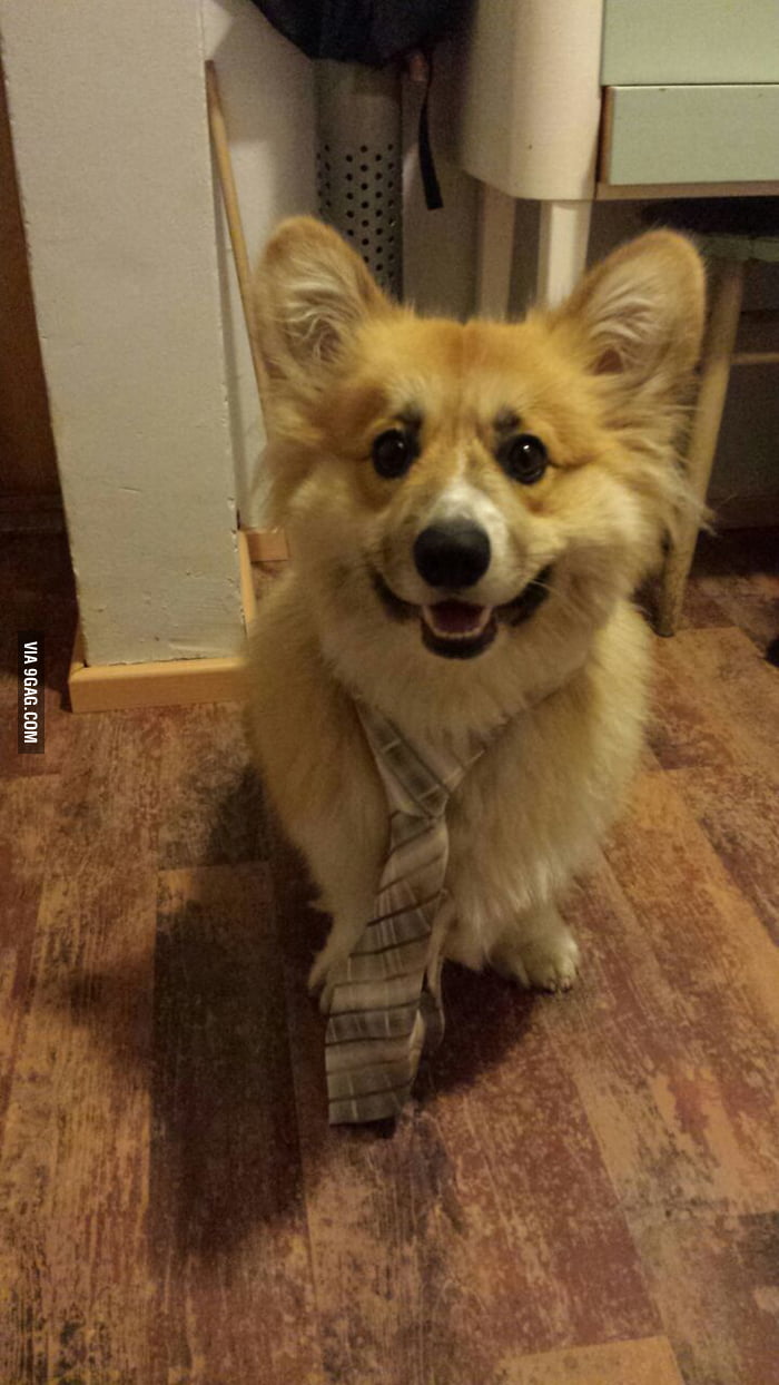 My Date For Tonight Long Haired Corgi 9gag