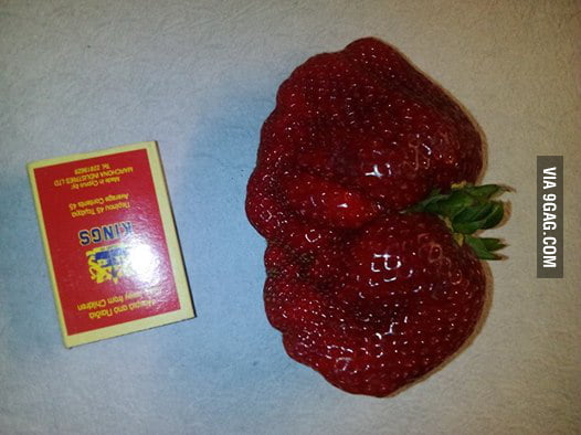 The Biggest Strawberry I Have Ever Seen Matchbox For Scale 9gag