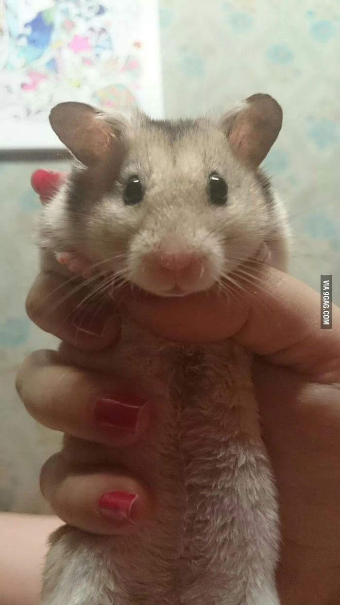 This Is Mr Jingles So Fluffy I M Gonna Die 9gag