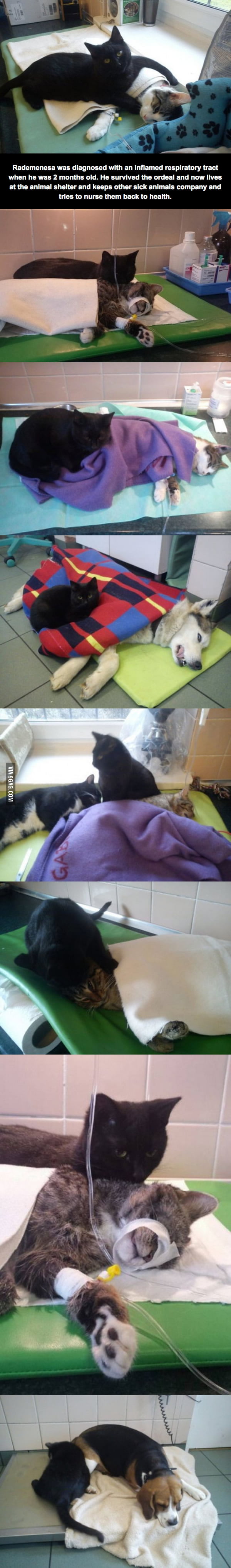 The Incredible Nursing Cat Devotes His Time To Take Care Of Sick Pals After Experiencing The Pain