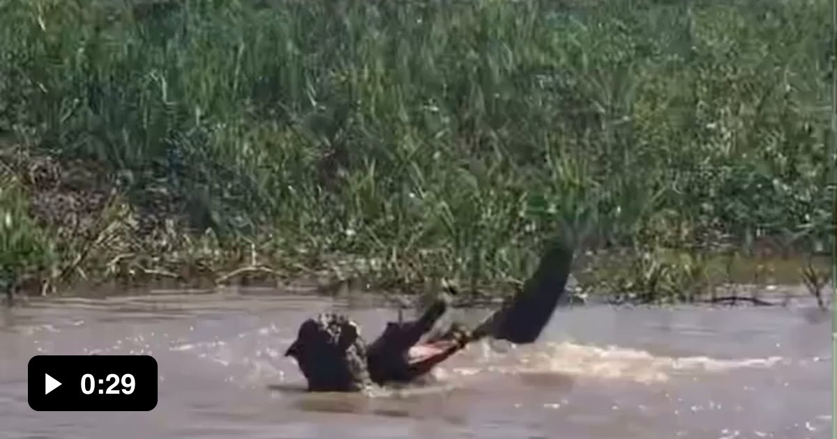 Jaguar VS. Caiman - 9GAG