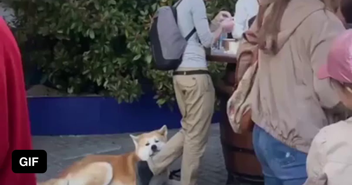 "Universal law If a dog uses you as a pillow in any kind of a way, you don't move." 9GAG