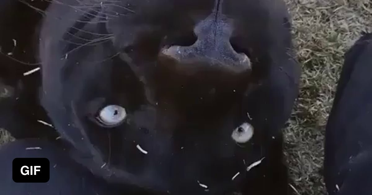 All cats are the same 9GAG