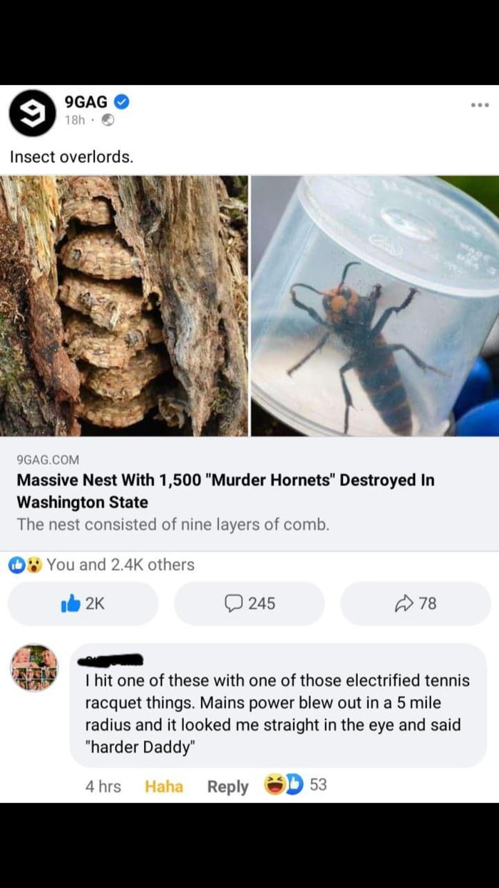 Hornwasp, the horny hornet. - 9GAG