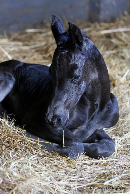baby black horses